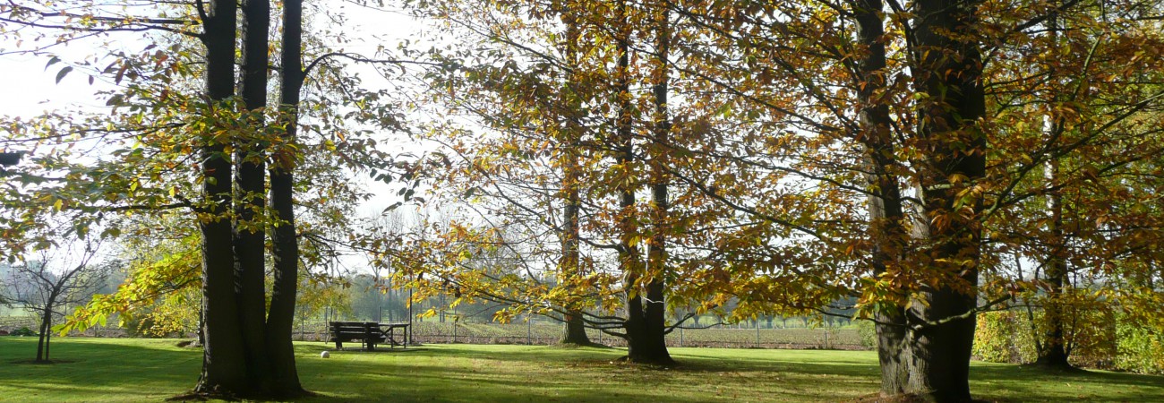 tuinonderhoud grote bomen en gazon