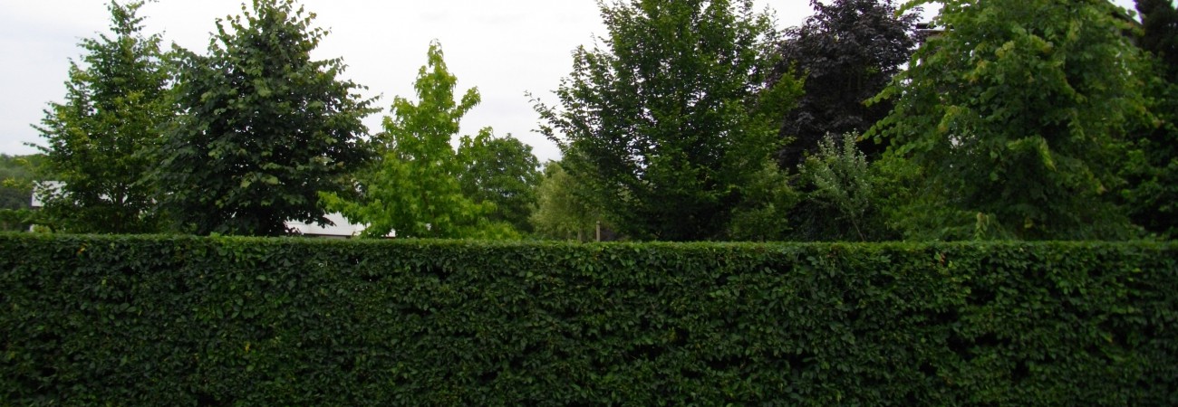 scheren haag beuk en bomen