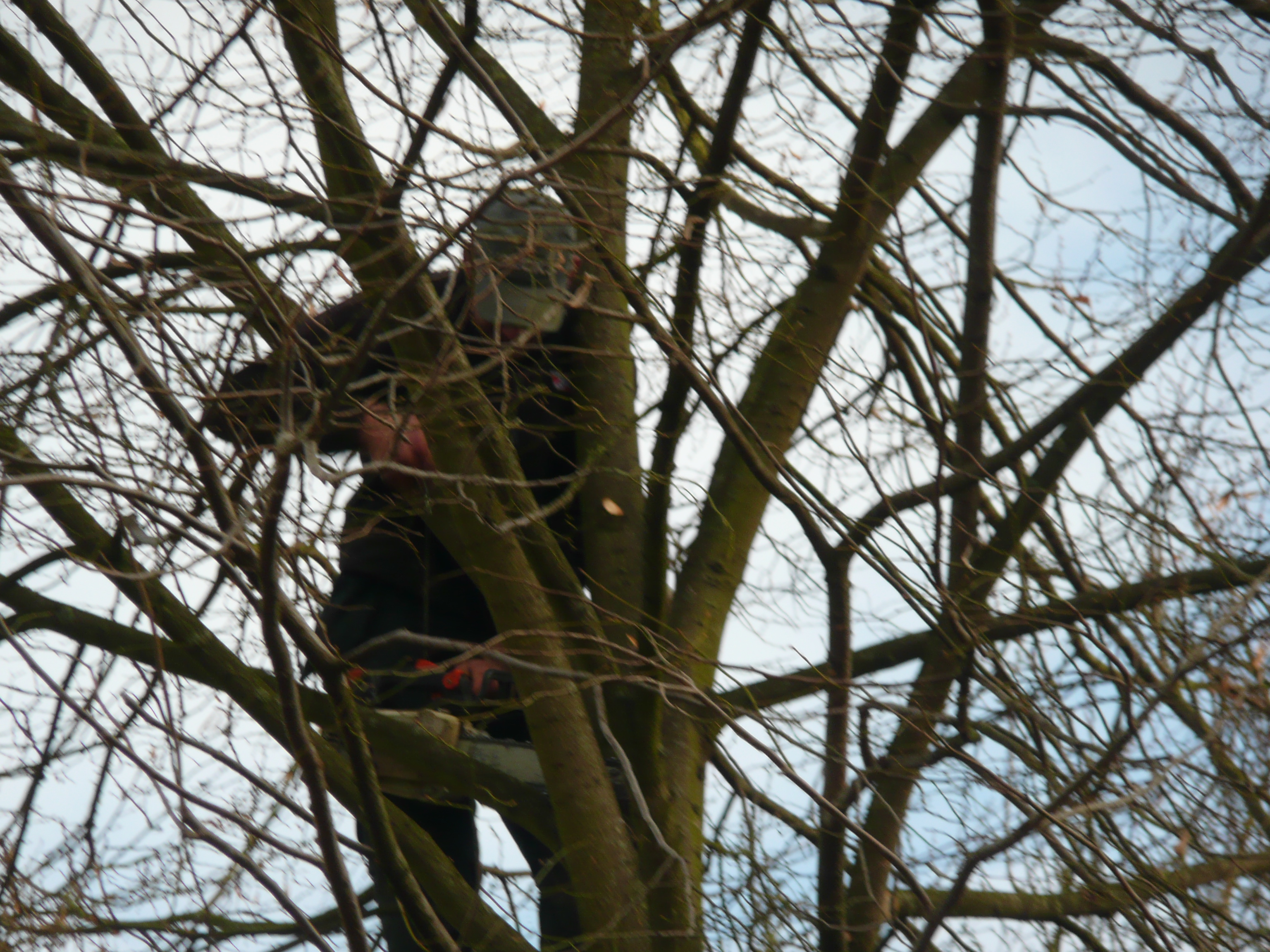 snoei bomen onderhoud