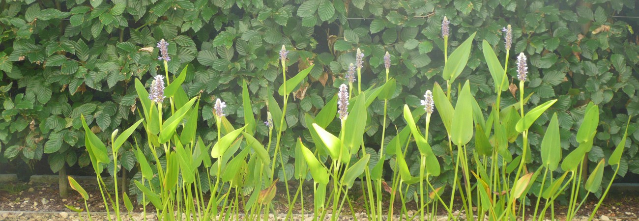 element d'eau jardin